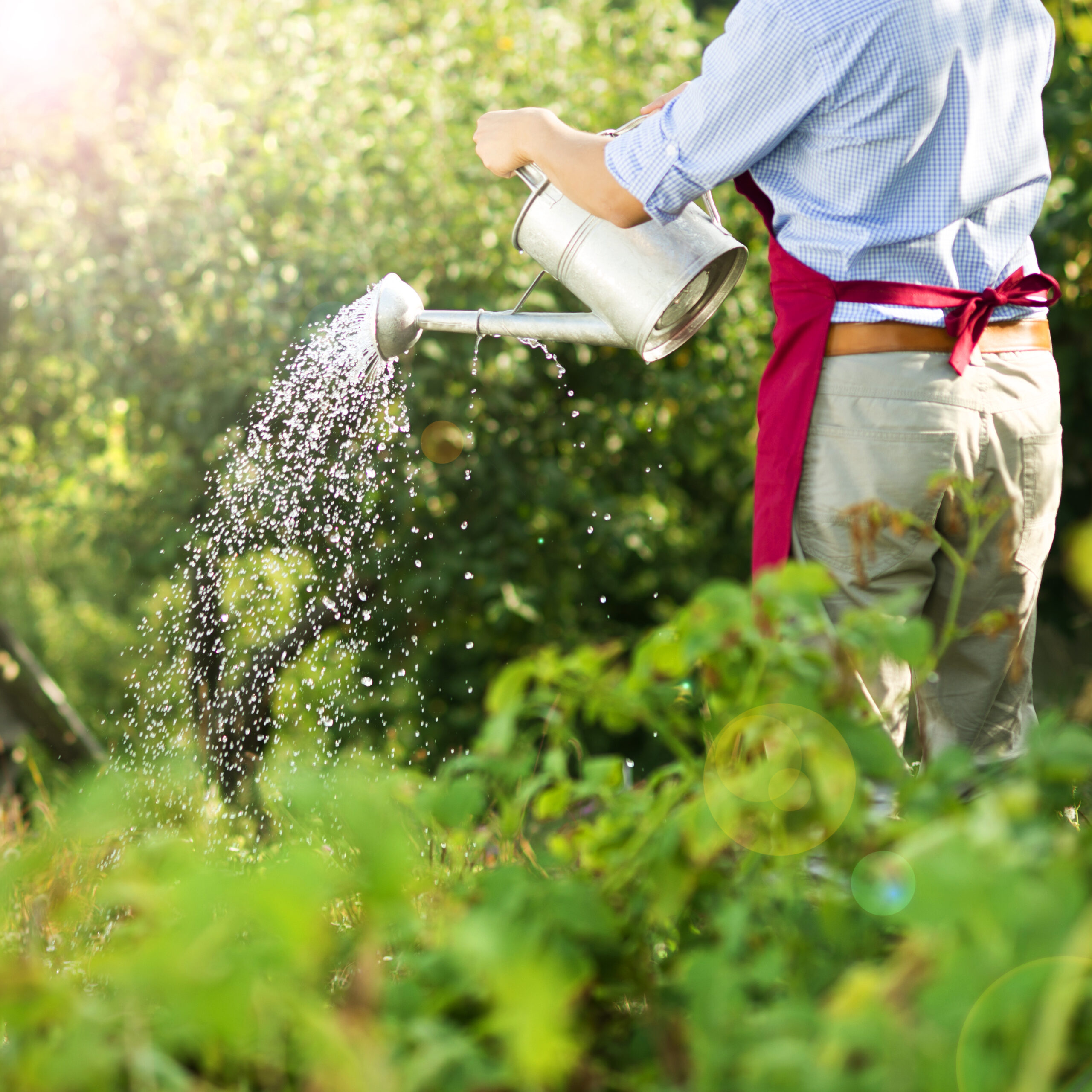 gardener tending to plants in garden SBI 304924728 scaled