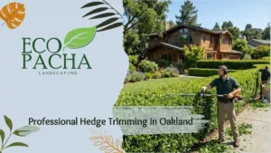Professional Hedge Trimming in Oakland